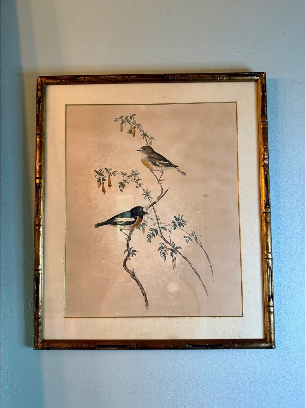 Vintage Gould Birds Framed Art Print Rudolf Lesch Graphic Arts Bamboo Frame